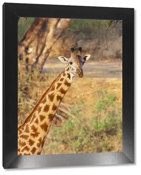 Africa, Tanzania. A giraffe stands under a large tree