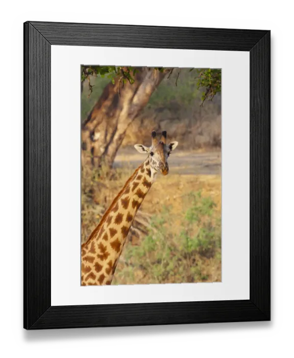 Framed Print : Africa, Tanzania. A giraffe stands under a large tree