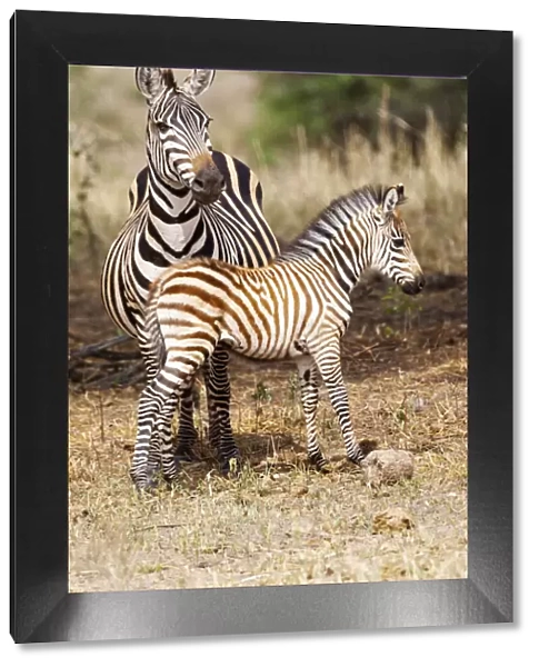 Africa, Tanzania. A very young zebra foal stands with its mother