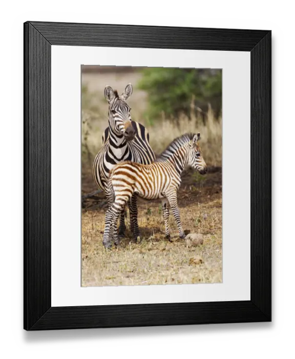 Framed Print : Africa, Tanzania. A very young zebra foal stands with its mother Framed Print : Africa, Tanzania. A very young zebra foal stands with its mother