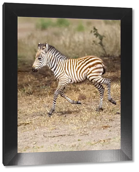 Africa, Tanzania. A very young zebra foal trots towards it mother