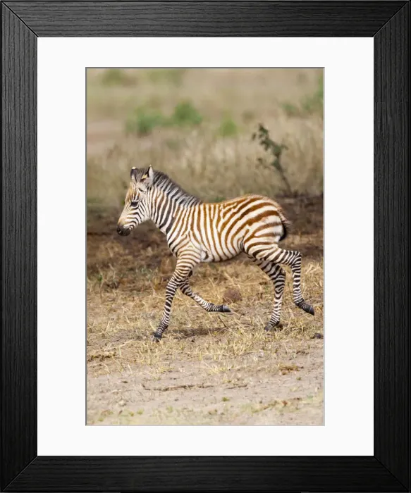 Framed Print : Africa, Tanzania. A very young zebra foal trots towards it mother