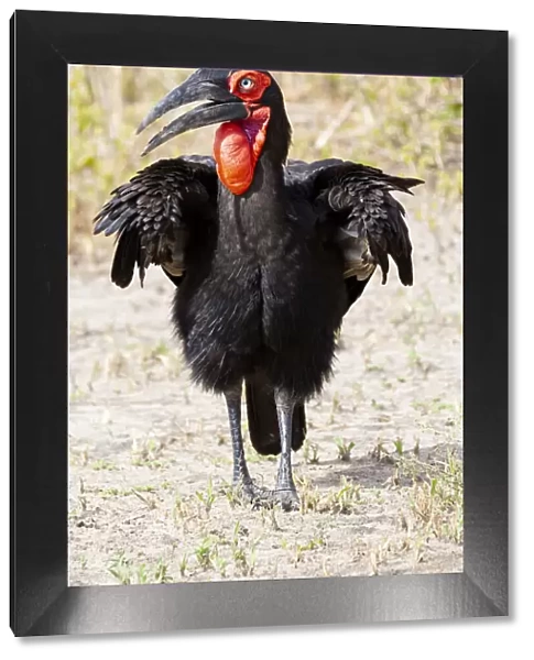 Africa, Tanzania. Portrait of a southern ground hornbill adult