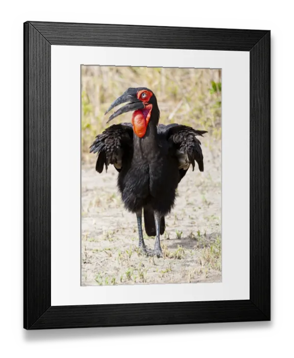 Framed Print : Africa, Tanzania. Portrait of a southern ground hornbill adult Framed Print : Africa, Tanzania. Portrait of a southern ground hornbill adult