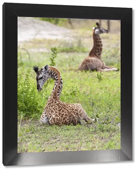 Africa, Tanzania. Two young giraffe sit together