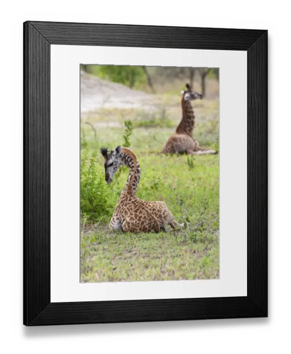 Framed Print : Africa, Tanzania. Two young giraffe sit together Framed Print : Africa, Tanzania. Two young giraffe sit together