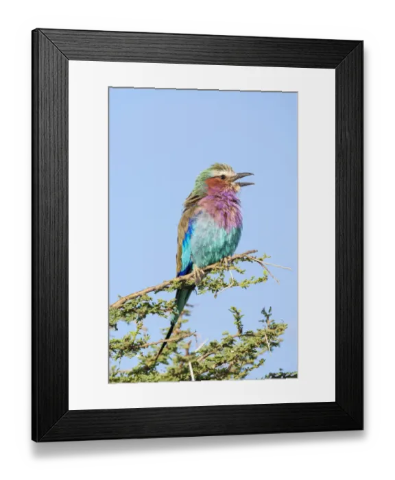 Framed Print : Africa, Tanzania. Portrait of a lilac-breasted roller Framed Print : Africa, Tanzania. Portrait of a lilac-breasted roller