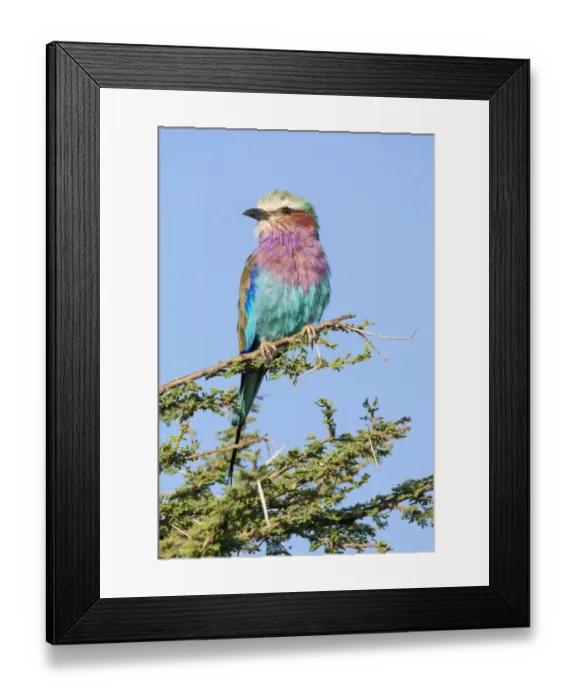 Framed Print : Africa, Tanzania. Portrait of a lilac-breasted roller Framed Print : Africa, Tanzania. Portrait of a lilac-breasted roller