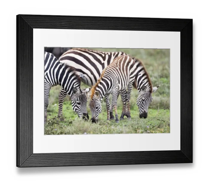 Framed Print : Africa, Tanzania. Two zebra graze with its brownish foal