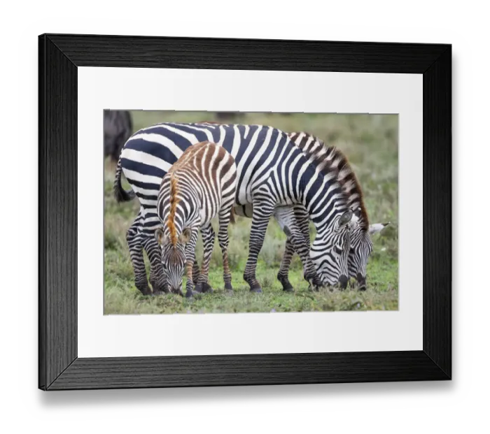 Framed Print : Africa, Tanzania. Two zebra graze with its brownish foal