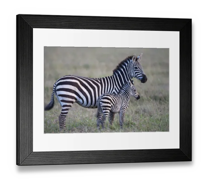 Framed Print : Africa, Tanzania. A young foal stands next to its mother Framed Print : Africa, Tanzania. A young foal stands next to its mother