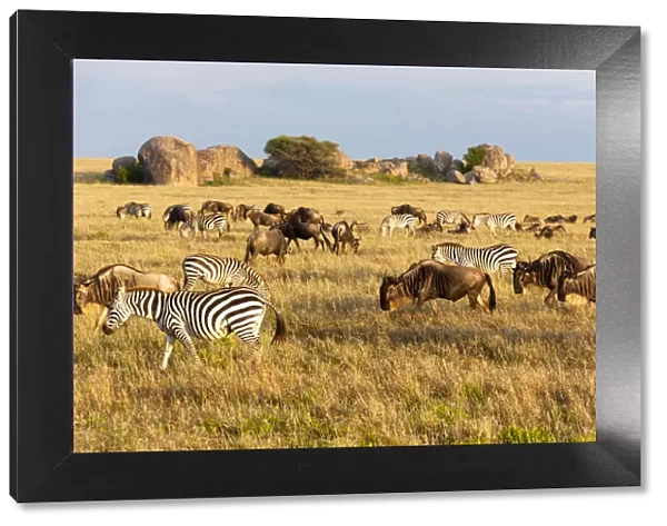 Africa, Tanzania, The Serengeti. Herd animals graze together on the plains with kopjes in the distance