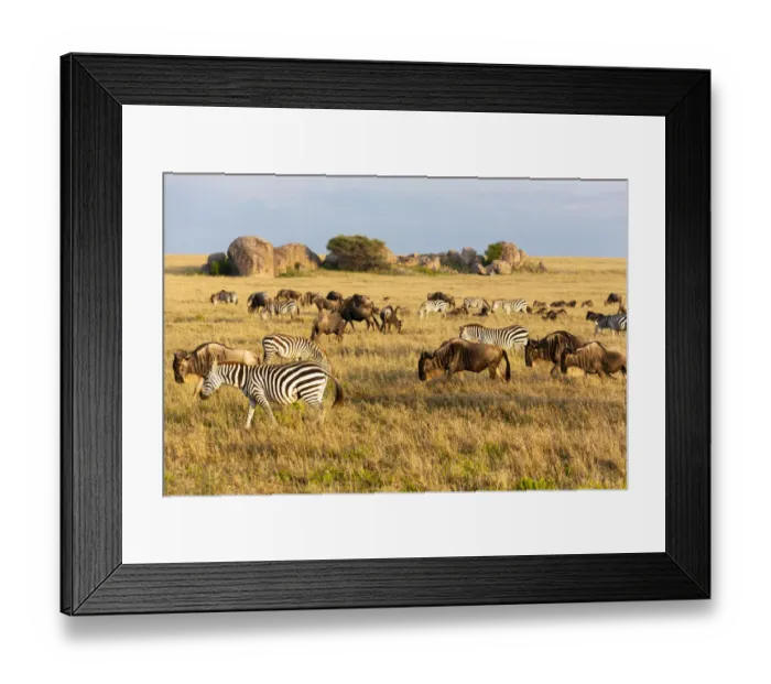Framed Print : Africa, Tanzania, The Serengeti. Herd animals graze together on the plains with kopjes in the distance Framed Print : Africa, Tanzania, The Serengeti. Herd animals graze together on the plains with kopjes in the distance