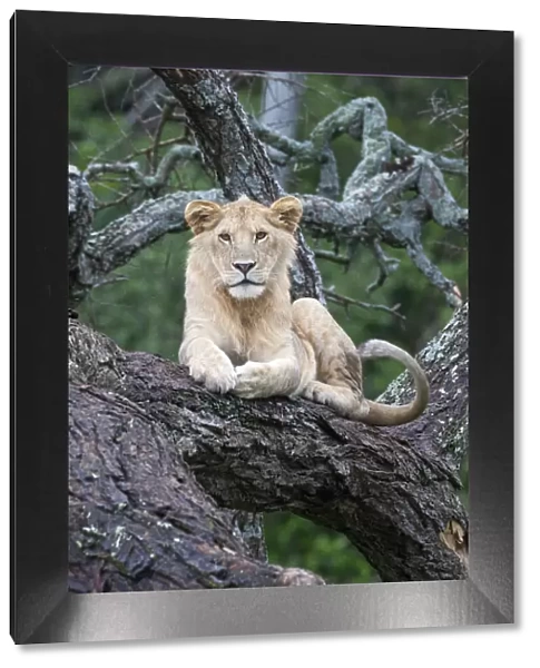 Africa, Tanzania. A young male lion sits in an old tree
