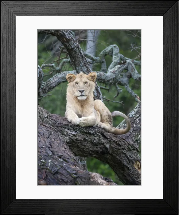 Framed Print : Africa, Tanzania. A young male lion sits in an old tree Framed Print : Africa, Tanzania. A young male lion sits in an old tree