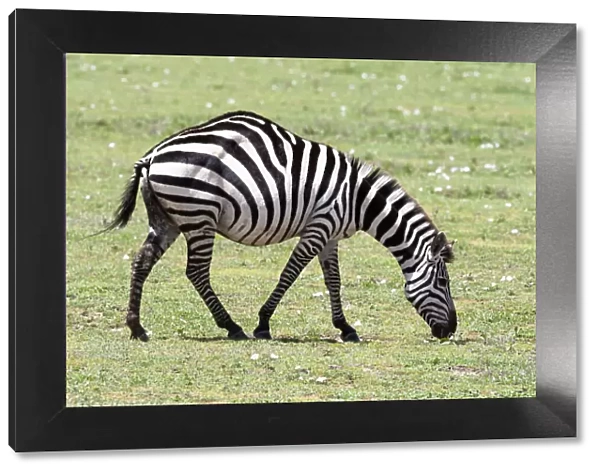 Africa, Tanzania. Portrait of a zebra with a spinal deformity