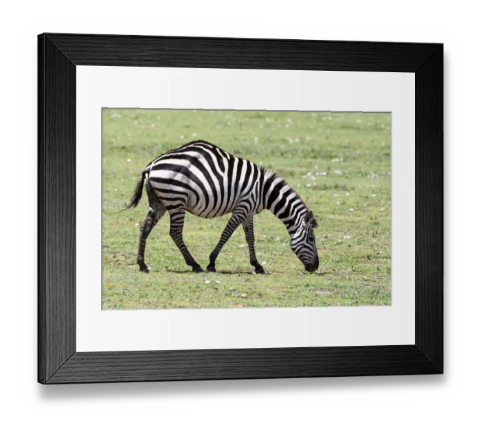 Framed Print : Africa, Tanzania. Portrait of a zebra with a spinal deformity