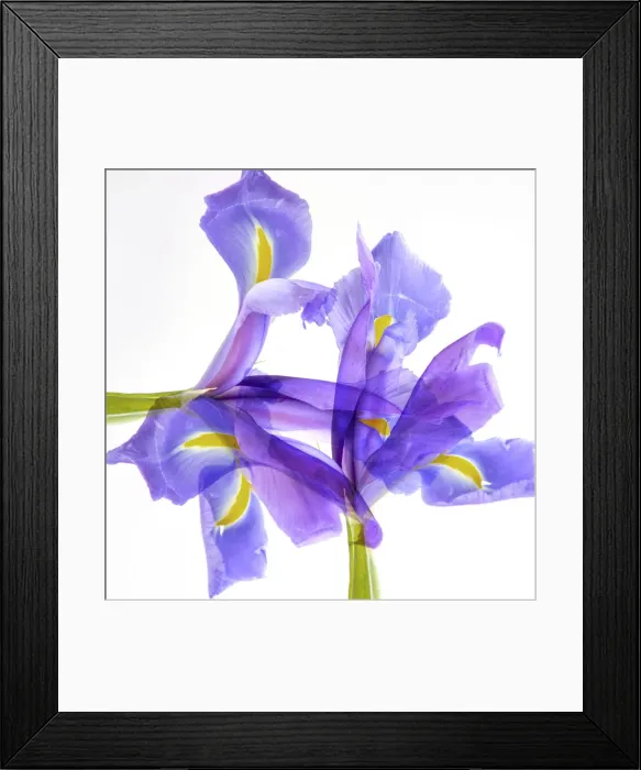 Framed Print : Purple iris abstract Framed Print : Purple iris abstract