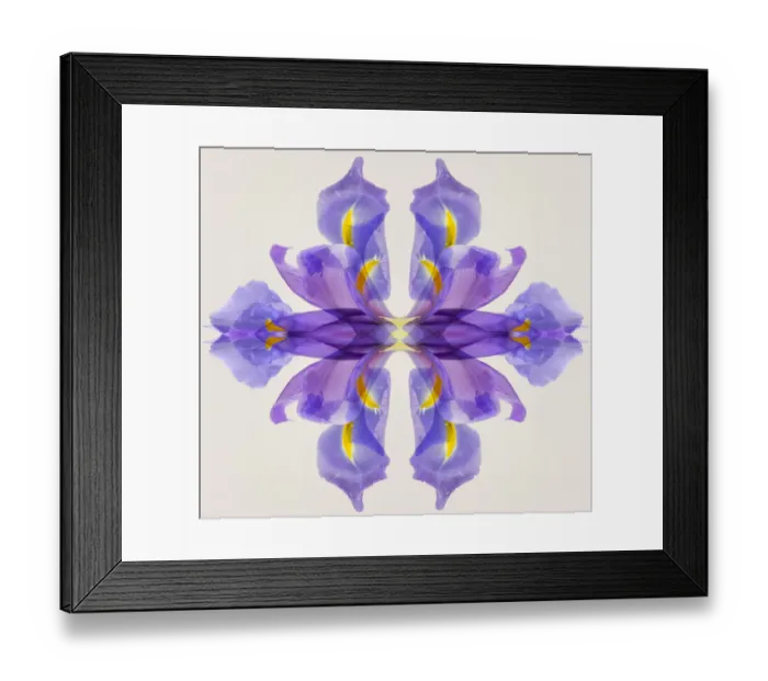 Framed Print : Purple iris abstract