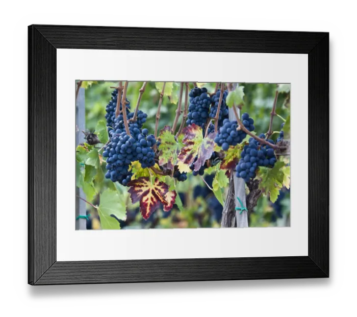 Framed Print : Italy, Tuscany. Grapes on the vine in a vineyard in Tuscany