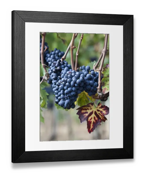 Framed Print : Italy, Tuscany. Grapes on the vine in a vineyard in Tuscany Framed Print : Italy, Tuscany. Grapes on the vine in a vineyard in Tuscany