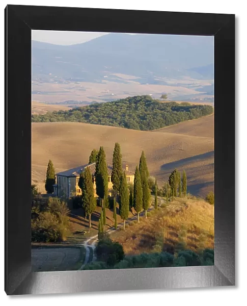 Italy, Tuscany. Belvedere House, Olive trees, and vineyards near San Quirico d Orcia