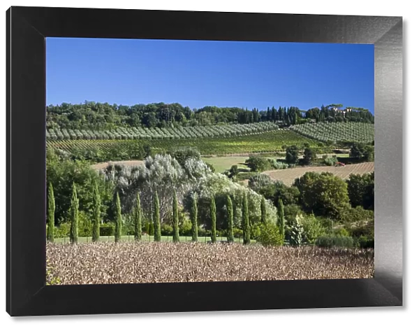 Italy, Tuscany. Villa on hillside surrounded with olive trees and vineyard