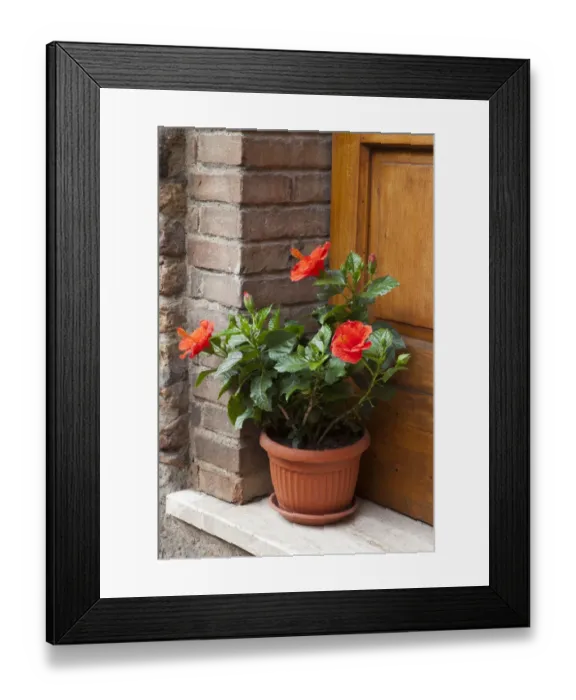 Framed Print : Italy, Tuscany, San Gimignano. Red hibiscus flower in a pot on the doorstep of a home in San Gimignano Framed Print : Italy, Tuscany, San Gimignano. Red hibiscus flower in a pot on the doorstep of a home in San Gimignano