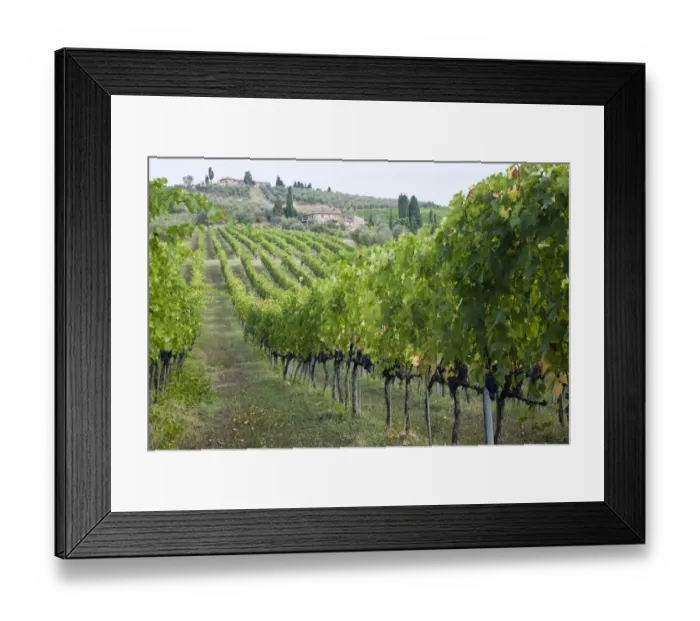 Framed Print : Italy, Tuscany. Rows of grape vines in a vineyard in Tuscany