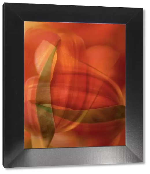 Orange tulip abstract
