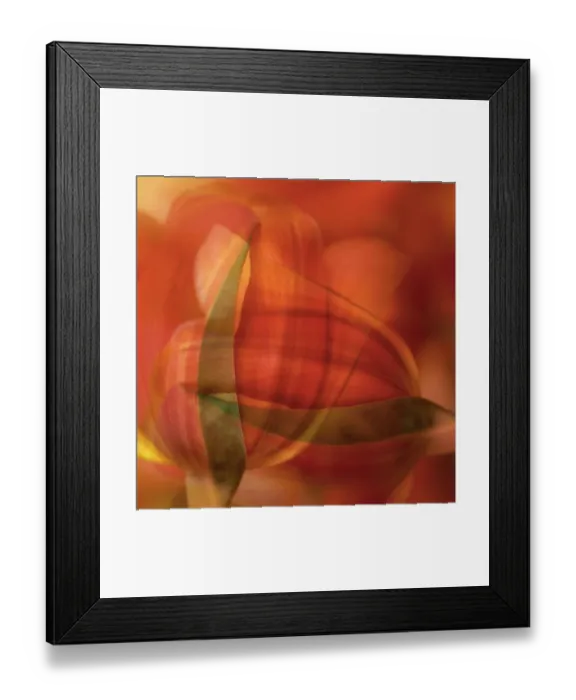 Framed Print : Orange tulip abstract