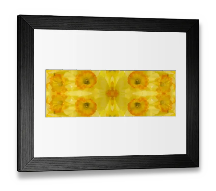 Framed Print : Yellow and orange daffodil abstract panoramic