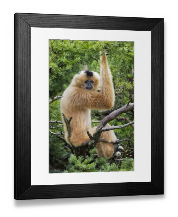 Framed Print : Buff-cheeked Gibbon, native to Laos, Vietnam, Cambodia Framed Print : Buff-cheeked Gibbon, native to Laos, Vietnam, Cambodia