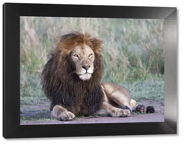 Africa, Tanzania. Portrait of a black-maned lion