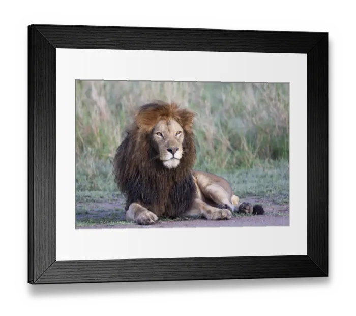 Framed Print : Africa, Tanzania. Portrait of a black-maned lion Framed Print : Africa, Tanzania. Portrait of a black-maned lion