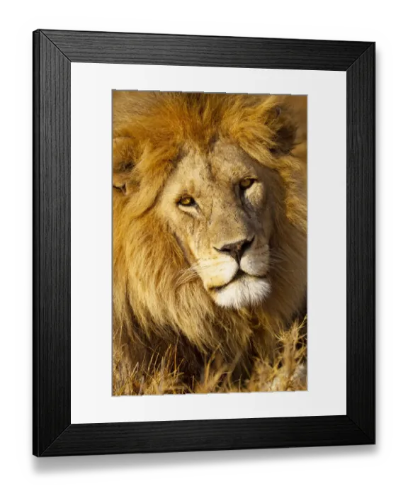 Framed Print : Africa, Tanzania. Headshot of a male lion Framed Print : Africa, Tanzania. Headshot of a male lion
