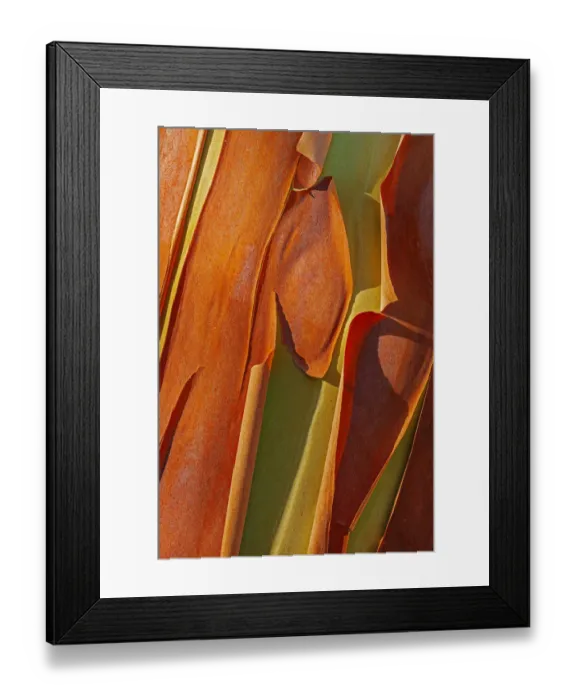 Framed Print : Canada, British Columbia. Bark detail of madrone tree bark peels Framed Print : Canada, British Columbia. Bark detail of madrone tree bark peels