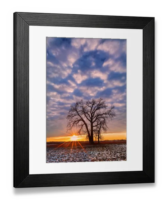Framed Print : Canada, Manitoba, Grande Pointe. Cottonwood tree and clouds at sunset Framed Print : Canada, Manitoba, Grande Pointe. Cottonwood tree and clouds at sunset