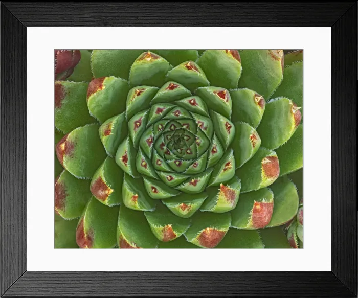 Framed Print : Canada, Manitoba, Winnipeg. Shape and color patterns on succulent plant Framed Print : Canada, Manitoba, Winnipeg. Shape and color patterns on succulent plant
