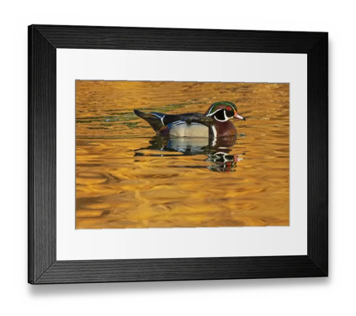 Framed Print : Canada, Manitoba, Winnipeg. Wood duck male in water Framed Print : Canada, Manitoba, Winnipeg. Wood duck male in water