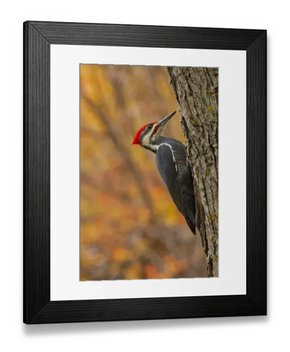 Framed Print : Canada, Manitoba, Winnipeg. Pileated woodpecker on maple tree Framed Print : Canada, Manitoba, Winnipeg. Pileated woodpecker on maple tree