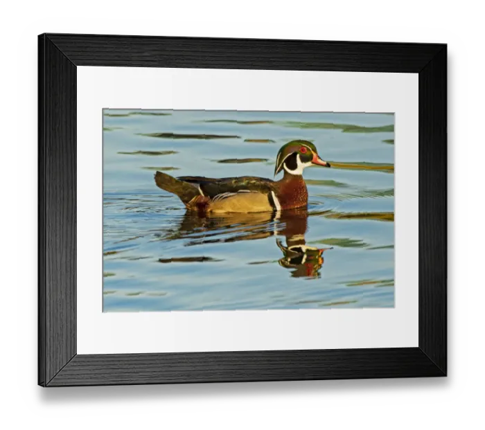 Framed Print : Canada, Manitoba, Winnipeg. Wood duck male in water Framed Print : Canada, Manitoba, Winnipeg. Wood duck male in water