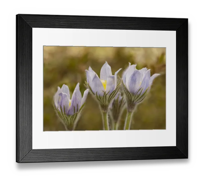 Framed Print : Canada, Manitoba, Sandilands Provincial Forest. Prairie crocus in bloom Framed Print : Canada, Manitoba, Sandilands Provincial Forest. Prairie crocus in bloom