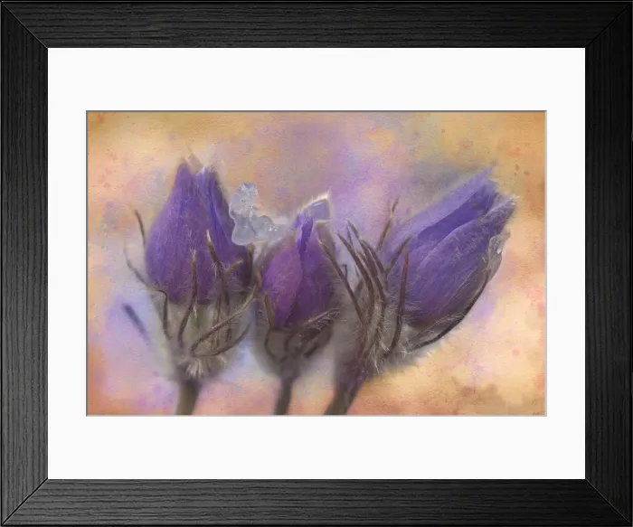 Framed Print : Canada, Manitoba, Rosser. Prairie crocus after a spring snowfall