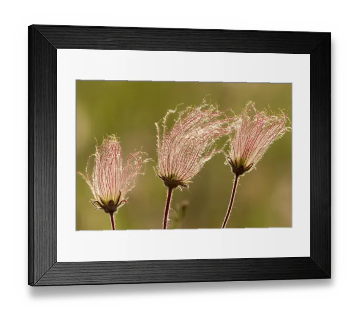 Framed Print : Canada, Manitoba, Birds Hill Provincial Park. Flowers on a three-flowered avens Framed Print : Canada, Manitoba, Birds Hill Provincial Park. Flowers on a three-flowered avens