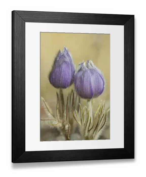 Framed Print : Canada, Manitoba, Sandilands Provincial Forest. Prairie crocus in bloom Framed Print : Canada, Manitoba, Sandilands Provincial Forest. Prairie crocus in bloom