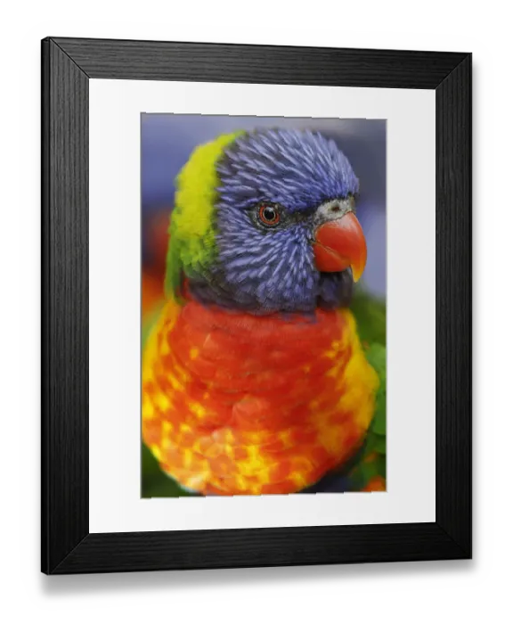 Framed Print : Rainbow lorikeet, native to Australia Framed Print : Rainbow lorikeet, native to Australia