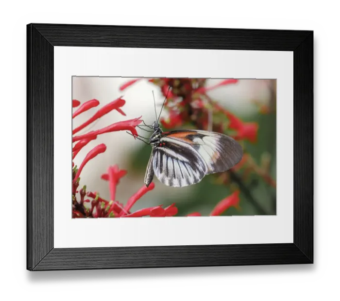 Framed Print : Piano key or Postman butterflies Framed Print : Piano key or Postman butterflies
