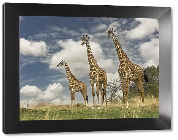 Three Masai Giraffe