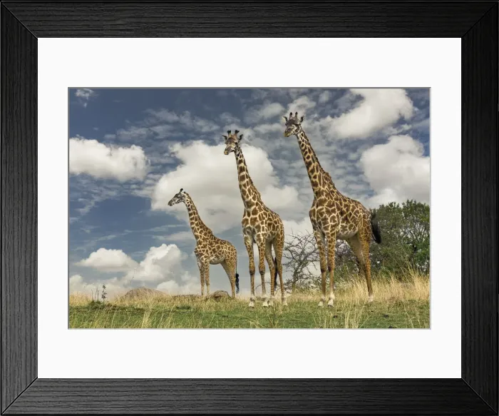 Framed Print : Three Masai Giraffe Framed Print : Three Masai Giraffe
